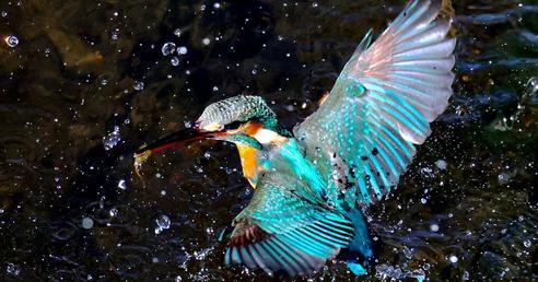 題名　カワセミ Amazon.co.jp: カワセミ都市トーキョー: 「幻の鳥」はなぜ高級
